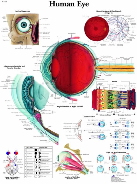 Anatomie Poster Oog, papier