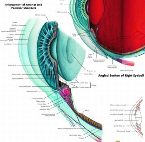 Anatomie Poster Oog, gelamineerd
