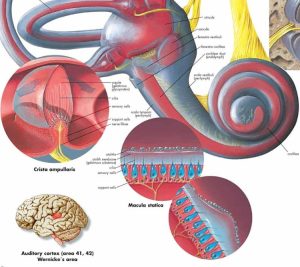 Anatomie Poster Oor, papier