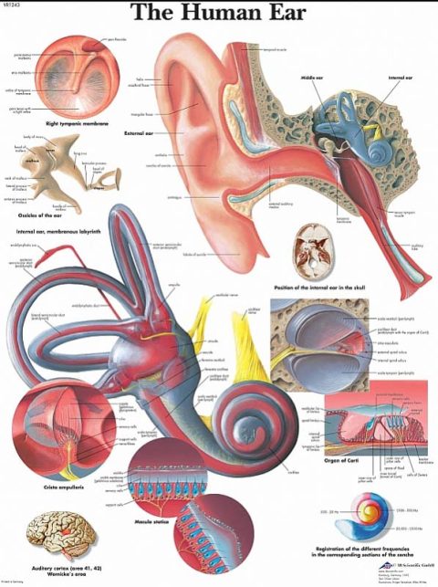 Anatomie Poster Oor, papier