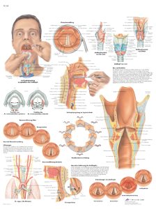 Anatomie Poster Larynx-strottenhoofd, papier