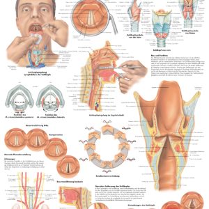 Anatomie Poster Larynx-Strottenhoofd, gelamineerd