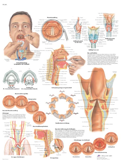Anatomie Poster Larynx-Strottenhoofd, gelamineerd