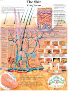 Anatomie Poster Huid, gelamineerd