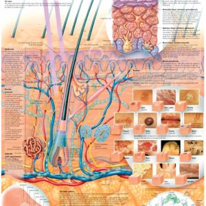 Anatomie Poster Huid, gelamineerd