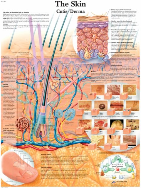 Anatomie Poster Huid, gelamineerd