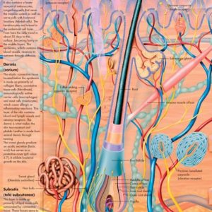 Anatomie Poster Huid, papier