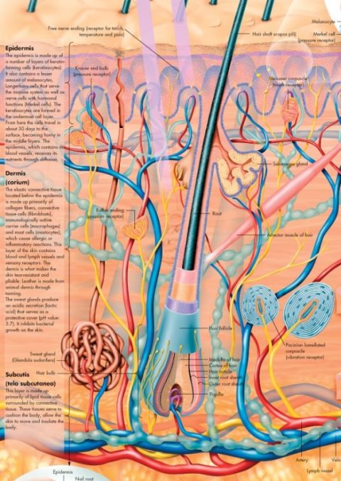 Anatomie Poster Huid, gelamineerd