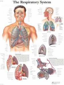 Anatomie Poster Ademhalingsstelsel, papier