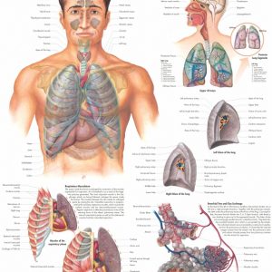 Anatomie Poster Ademhalingsstelsel, papier