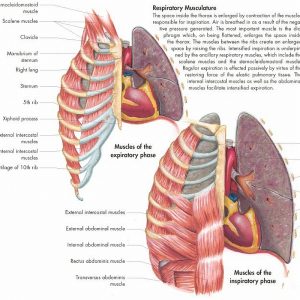 Anatomie Poster Ademhalingsstelsel, papier