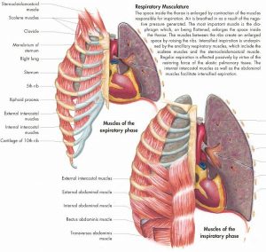 Anatomie Poster Ademhalingsstelsel, gelamineerd