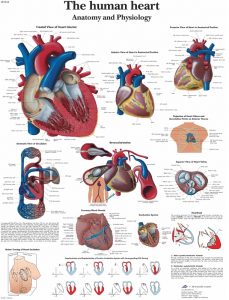 Anatomie Poster Hart, papier