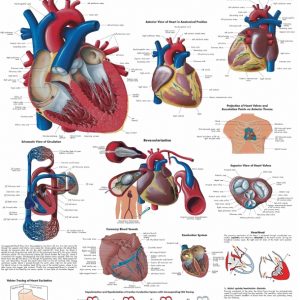 Anatomie Poster Hart, gelamineerd
