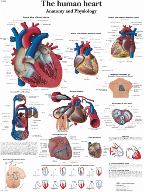Anatomie Poster Hart, gelamineerd