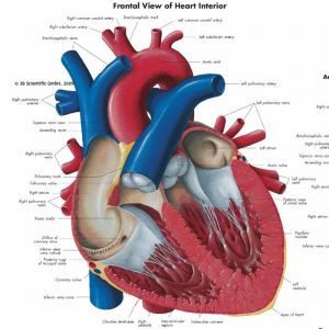 Anatomie Poster Hart, papier