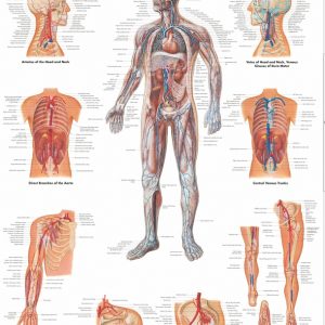 Anatomie Poster Vaatstelsel, papier