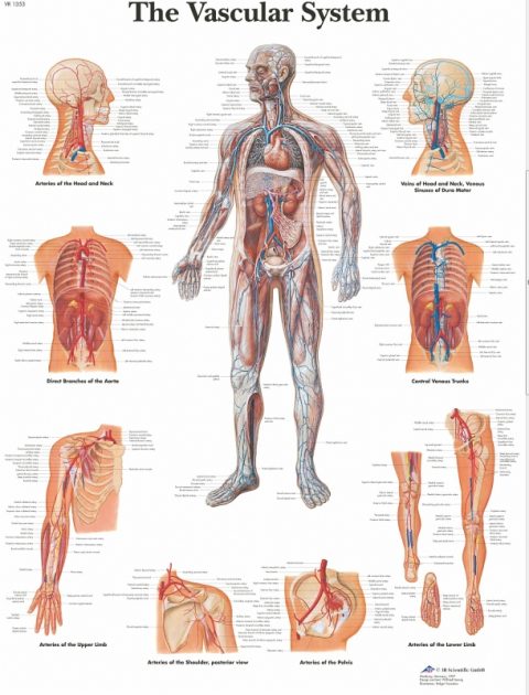 Anatomie Poster Vaatstelsel, papier