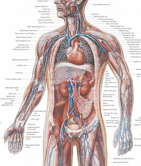 Anatomie Poster Vaatstelsel, papier