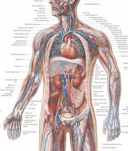 Anatomie Poster Vaatstelsel, gelamineerd