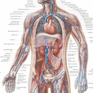 Anatomie Poster Vaatstelsel, gelamineerd