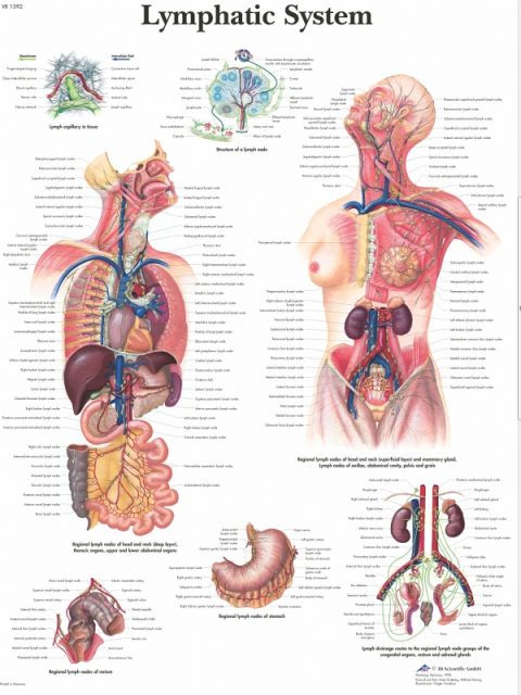 Anatomie Poster Lymfestelsel, gelamineerd