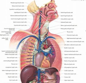 Anatomie Poster Lymfestelsel, gelamineerd