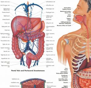 Anatomie Poster Maag-darmstelsel, gelamineerd