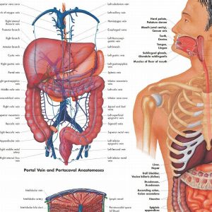 Anatomie Poster Maag-darmstelsel, gelamineerd