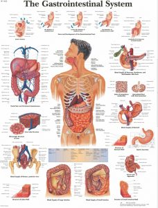 Anatomie Poster Maag-darmstelsel, papier