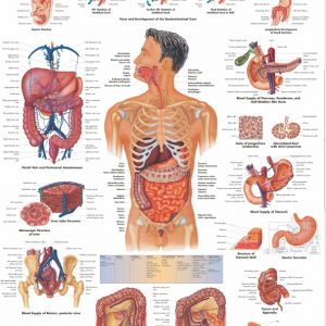 Anatomie Poster Maag-darmstelsel, papier