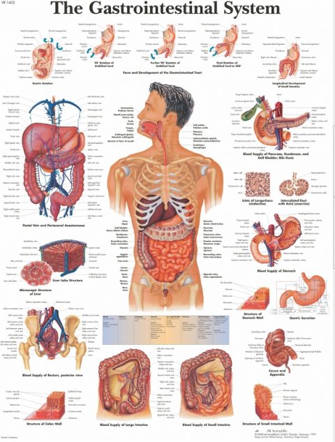 Anatomie Poster Maag-darmstelsel, papier