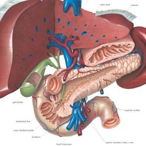 Lever, gelamineerde wandplaat