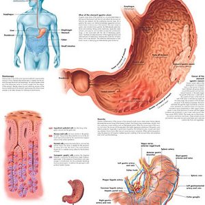 Anatomie Poster Maag, gelamineerd