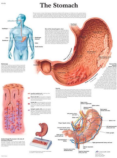 Anatomie Poster Maag, gelamineerd