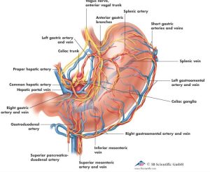 Anatomie Poster Maag, papier