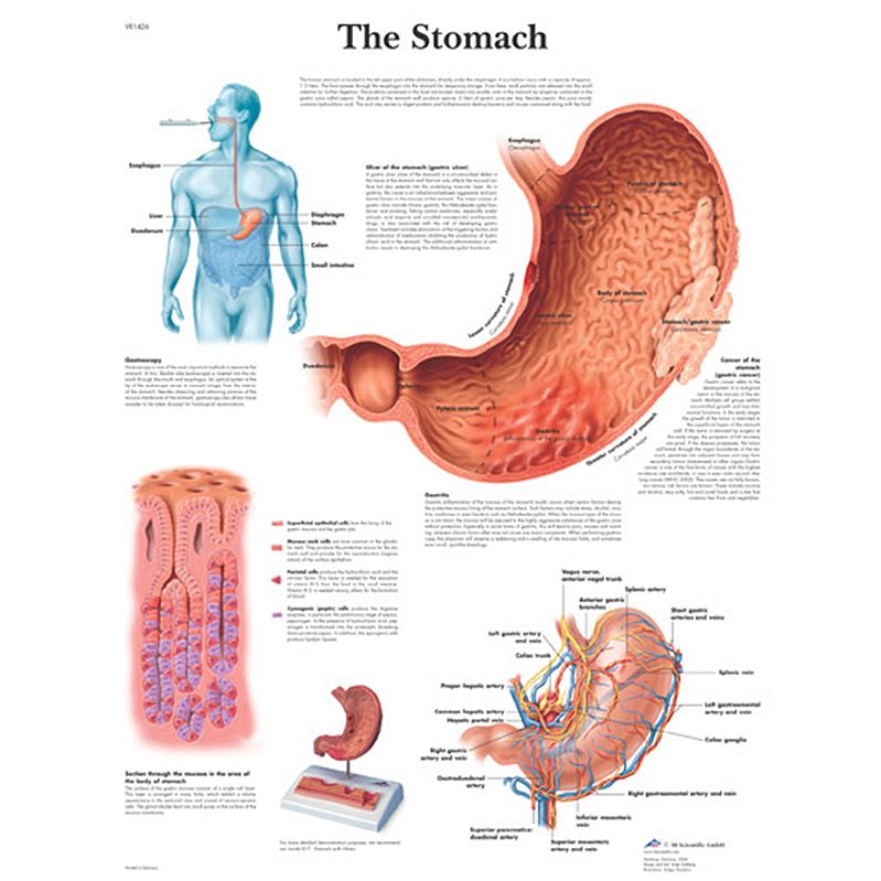 Anatomie Poster Maag, papier