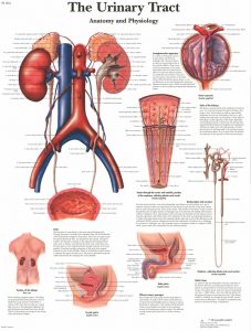 Anatomie Poster Urinair Systeem, papier