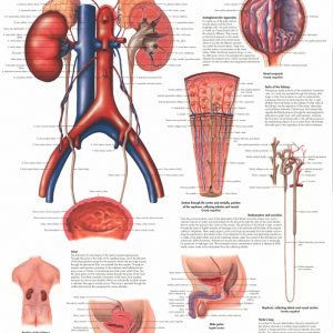 Anatomie Poster Urinair Systeem, papier