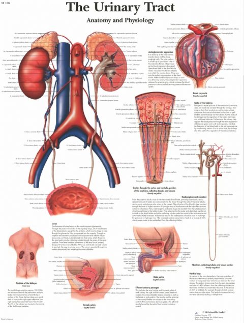 Anatomie Poster Urinair Systeem, gelamineerd