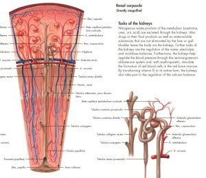 Anatomie Poster Urinair Systeem, gelamineerd