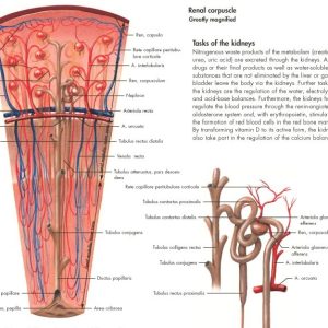 Anatomie Poster Urinair Systeem, gelamineerd