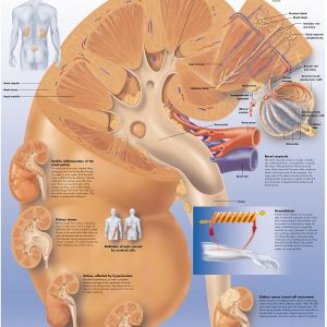 Anatomie Poster Nier, papier