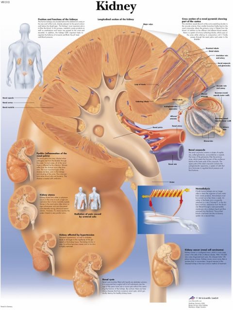 Anatomie Poster Nier, papier