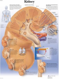 Anatomie Poster Nier, gelamineerd