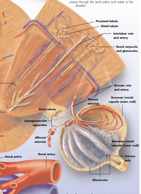 Anatomie Poster Nier, papier