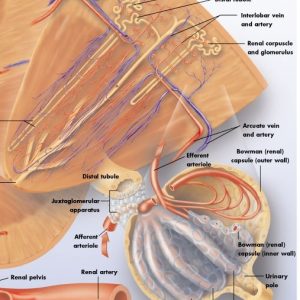 Anatomie Poster Nier, gelamineerd