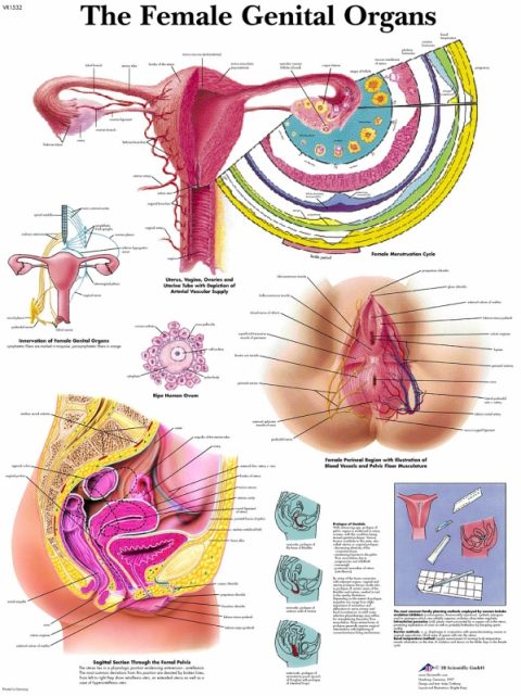 Anatomie Poster Vrouwelijke Geslachtsorganen, papier