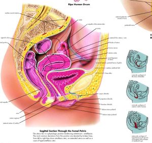 Anatomie Poster Vrouwelijke Geslachtsorganen, papier