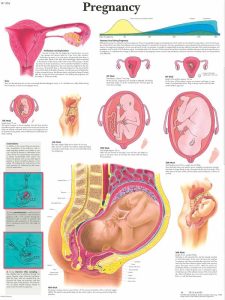 Anatomie Poster Zwangerschap, gelamineerd